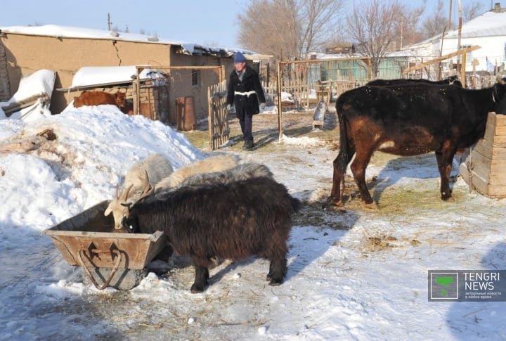 Айдағаны төрт ешкі демекші.. ©Нұрғиса Елеубеков