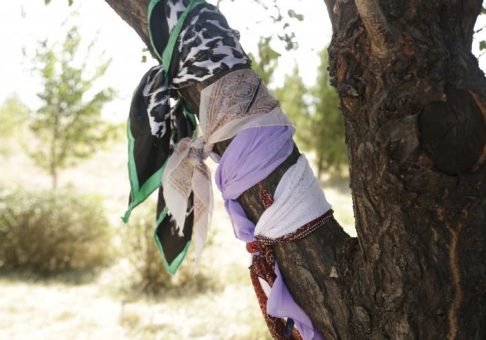 Біздің экспедицияның алдында келген ниеттенушілер "Домалақ ананың" басына барып зиярат етіп, ағашқа орамал байлап кеткендерін де көзіміз шалып қалды.  Соған қарағанда, маңайдағы өзге ағаштардың қасында көп жасағаны осы болады деп топшыладық. Себебі, ертеден шөл далада немесе ұзақ ғұмыр кешкен осындай өсімдіктерді киелі санаған.