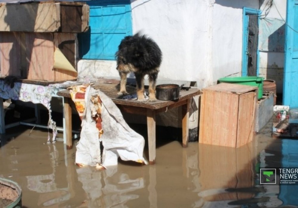 Көрші үйдің ауласын толығымен су басты. Ит үйді күзетіп отыр. Үй иесінің айтуынша, ит орнынан кеткісі келмейді