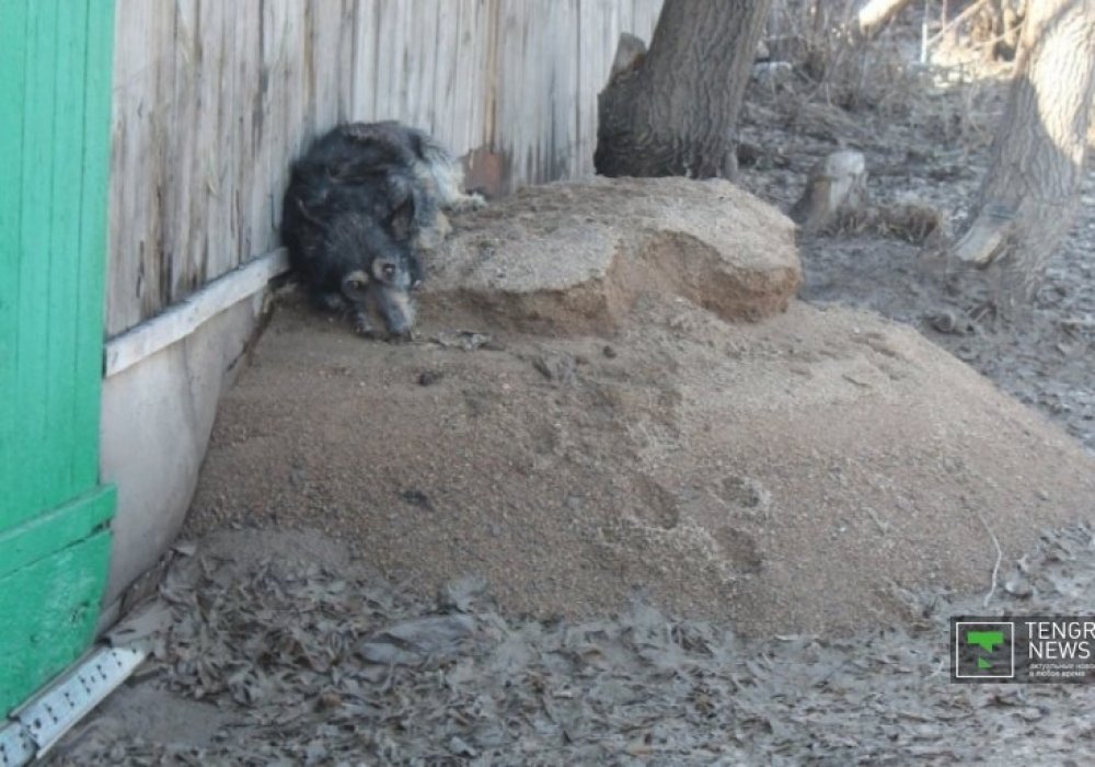 Атбасар көшелерінде қаңғыған иттер жүр, барлығының үсті малмандай су болған. Оларды ауладан тасыған су қуып шыққан. 