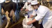 В 2010 году каждый казахстанец употребил треть тонны молочных продуктов