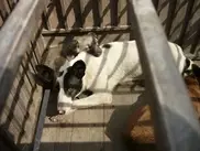 В 2010 году около 40 тысяч собак было усыплено в Алматы