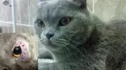 В Ростове ради победы на конкурсе кошке сделали пластическую операцию