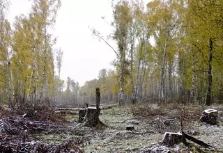 Защитники Химкинского леса заявили о незаконной вырубке