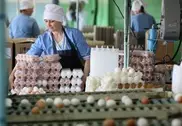 В Казахстане подорожали куриные яйца 