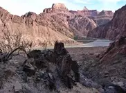 Жуки из Казахстана поставили под угрозу флору Гранд-Каньона в Колорадо