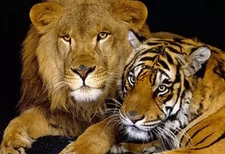 Проигравший цирку "дело тигров" 5-летний мальчик намерен судиться дальше