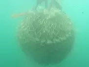 В Северном море около нефтепровода BP нашли немецкую мину