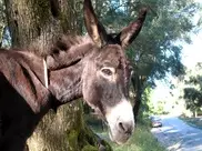 Осел Дымок будет лечить военнослужащих в США