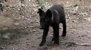 ФОТО: В зоопарке Алматы появился волчонок Tengrinews