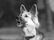 Во время Второй мировой войны немцы учили собак разговаривать