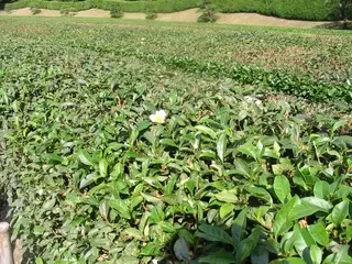 В японском чае обнаружен повышенный уровень радиации