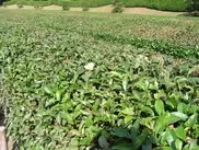 В японском чае обнаружен повышенный уровень радиации