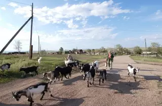 В Кыргызстане у двух человек подтвердился диагноз сибирской язвы