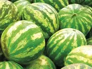 В РФ обнаружили 30 тонн "химических" арбузов из Казахстана