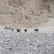 Ишаки определили место базового лагеря Жумаева