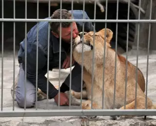 Житель Запорожской области принял роды у львицы