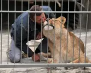 Житель Запорожской области принял роды у львицы