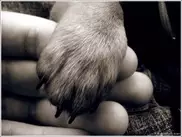 РЕТА будет защищать животных с помощью порносайта