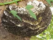 В Лос-Анджелесе мужчина выжил после 600 укусов пчел