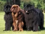 Собаки помогут маленьким карагандинцам лечить ДЦП