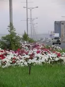 Житель Шымкента назвал улицу своим именем