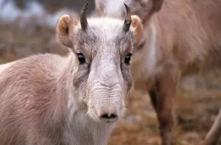 Казахстан и Россия намерены вместе охранять сайгаков