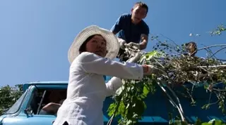 В Алматы осенью на посадку деревьев потратят больше миллиона долларов