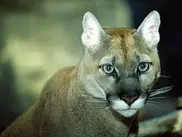 Пуме из Карагандинского зоопарка привезли заграничную невесту