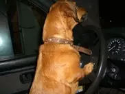 Собака угнала автобус в Австралии