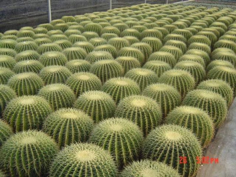 Echinocactus grusonii