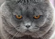 Кыргызстан в никуда экспортировал 300 кошек и осла