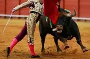 Запрет на проведение корриды вступил в Каталонии