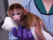 Созданные ученым из Казахстана обезьяны-"мутанты" помогут в лечении диабета и болезни Паркинсона 