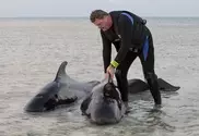 На берег в Новой Зеландии выбросились 90 черных дельфинов