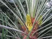 В Петропавловске ко дню рождения пророка Мухаммеда зацвела столетняя финиковая пальма