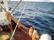 Рыбные ресурсы на Земле полностью истощатся к 2050 году