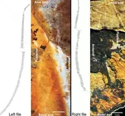 Ученые восстановили любовную серенаду древнего кузнечика