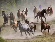 Предки казахов приручили лошадей более 6 тысяч лет назад