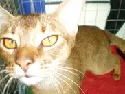 ФОТО: Международная выставка кошек прошла в Алматы