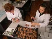 Россия усиливает фитосанитарный контроль на границе с Казахстаном