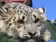 Кыргызстан передаст двух слепнущих барсов в зоопарк Алматы