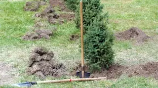 Артисты Казахстана посадят деревья в Алматы