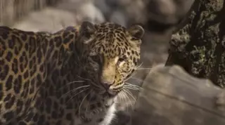 Леопард попала в зоопарк Алматы с травмой глаза