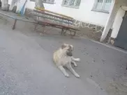 В Павлодаре появился свой Хатико