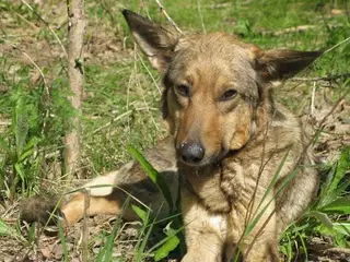 ФОТО: В Павлодаре спасли больше месяца прожившую на необитаемом острове собаку