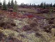 Российских олимпийцев будут кормить личинками мух и мхом