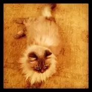 Медведев опубликовал фото знаменитого кота Дорофея