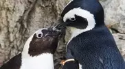 "Распутные пингвины" шокировали врача экспедиции Скотта
