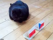 Российский кот-оракул определил победителей матчей на Евро-2012